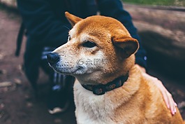 狗,寵物,臉