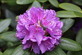 rhodedendon,開花,紫