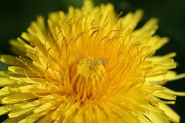 蒲公英,花,黃色