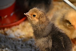 小雞,雞,嬰兒