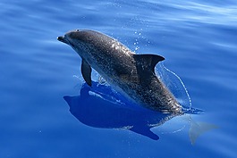 海豚,海,海洋