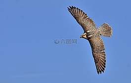 獵鷹,鷙鳥,野生動(dòng)物攝影