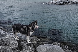 赫斯基,海,水