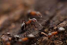 螞蟻,昆蟲,特寫