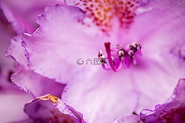 花卉,宏,關(guān)閉
