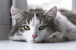 貓,動物,小貓