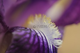 虹膜,花,紫