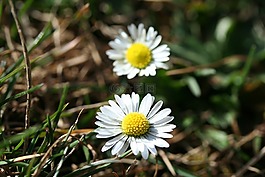 黛西,鮮花,黃色
