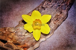 水仙,花,開花