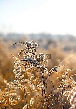 花,植物,野生
