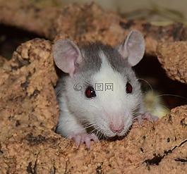 大鼠,nager,嚙齒動物
