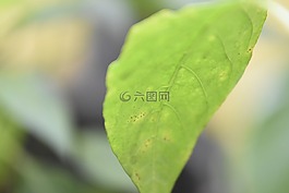 葉,自然,辣椒粉