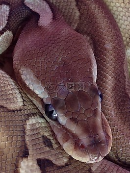 鋰,球 python,蛇