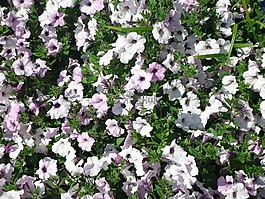矮牵牛,花,紫色