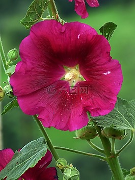 花,紅色,性質(zhì)