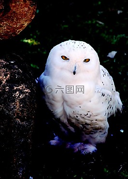 雪鸮,鸟,白