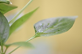 葉,自然,辣椒粉