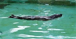 密封,動(dòng)物園,水