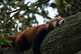 小熊貓,動(dòng)物園,熊貓