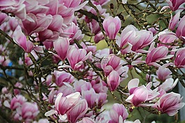 玉蘭,開花,春天
