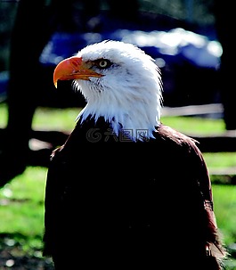 阿德勒,動物園,鷙鳥