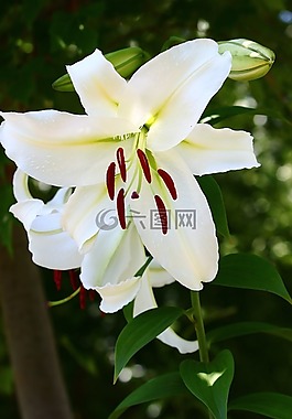 花,白,百合