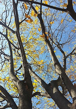 木材,秋季,大自然