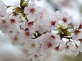 花,白,花瓣