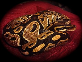 球 python,蛇,正常