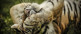 虎,貓,動物
