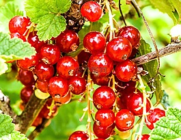 漿果,葡萄干,紅色