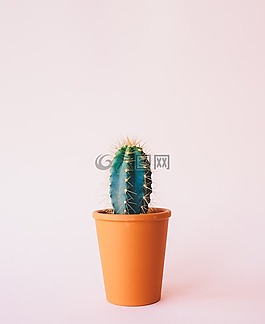 植物,自然,仙人掌
