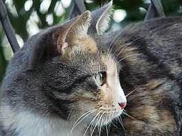 貓,貓臉,katzenkopf