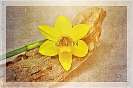 水仙,黃色,花