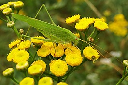 性質(zhì),植物,花