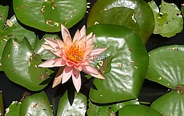 花,水百合,科羅拉多睡蓮