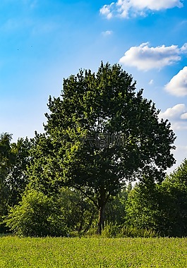 自然,太陽,陽光