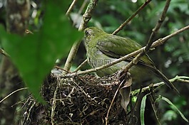 鳥(niǎo),巢,小鳥(niǎo)