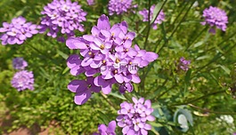 花,紫色,自然