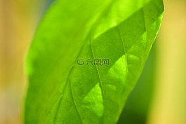 葉,辣椒粉,食品