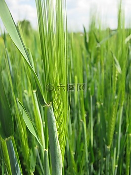 春天,糧食,綠色
