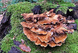 菌類,木材居民,森林