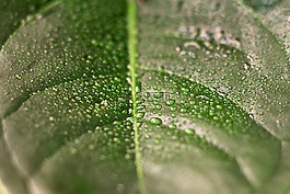 葉,珍珠,植物