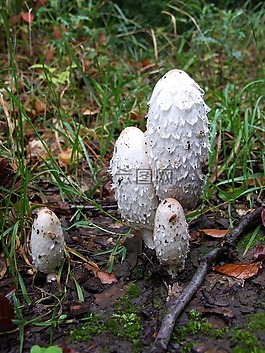 蘑菇,森林,森林的地面