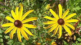 花,黃色,花的