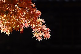楓葉,樹,風(fēng)景