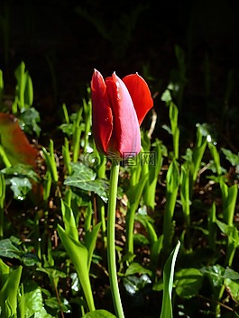 郁金香,春天,花
