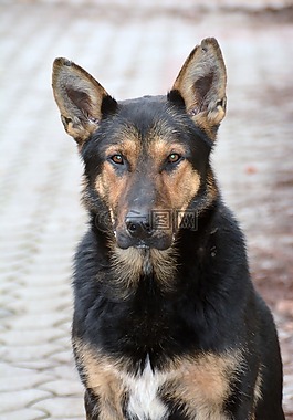 狗,哺乳動(dòng)物,犬