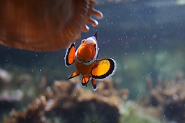 魚,水下,動物