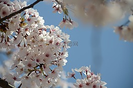 櫻花,鮮花,日本